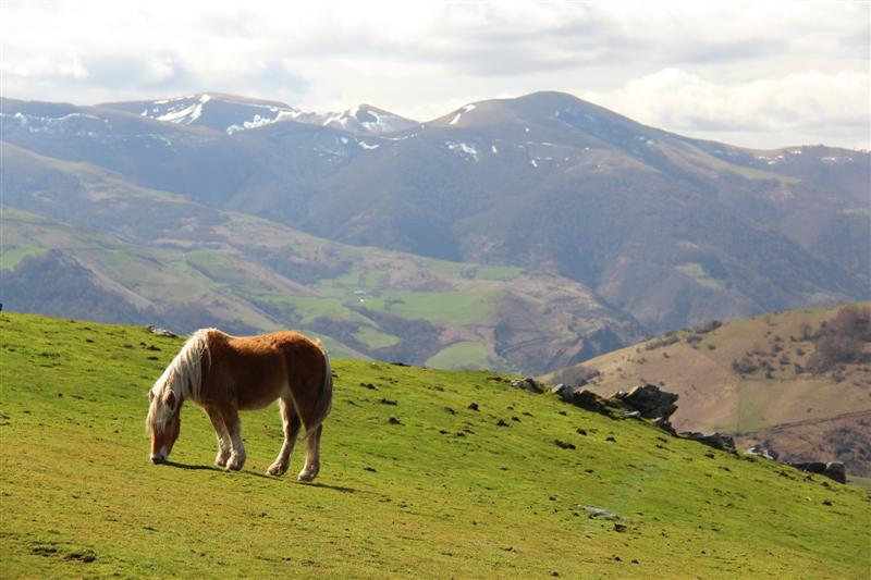 Atelier de communication animale subtile au Pays Basque